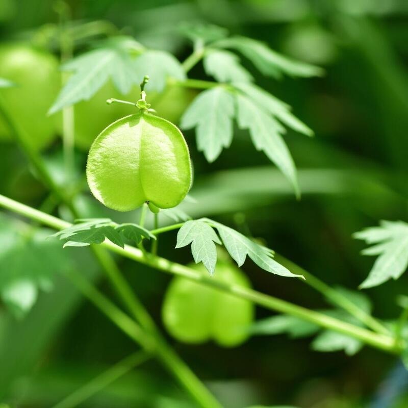 RAUSCH Sensitive-Kopfhaut-Serum mit Herzsamen
